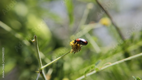 Beetle © Erik