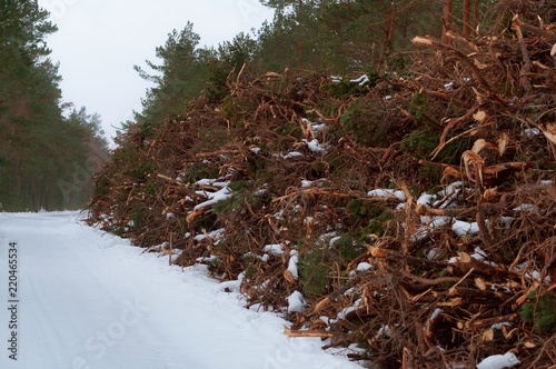 Logging in winter. Sawn trees under snow.