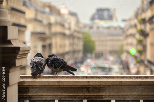 Vista desde atrás de dos palomas posando sobre un balcón en un edificio en Paris Francia. Cómo fondo parte de la ciudad en fuera de foco. 