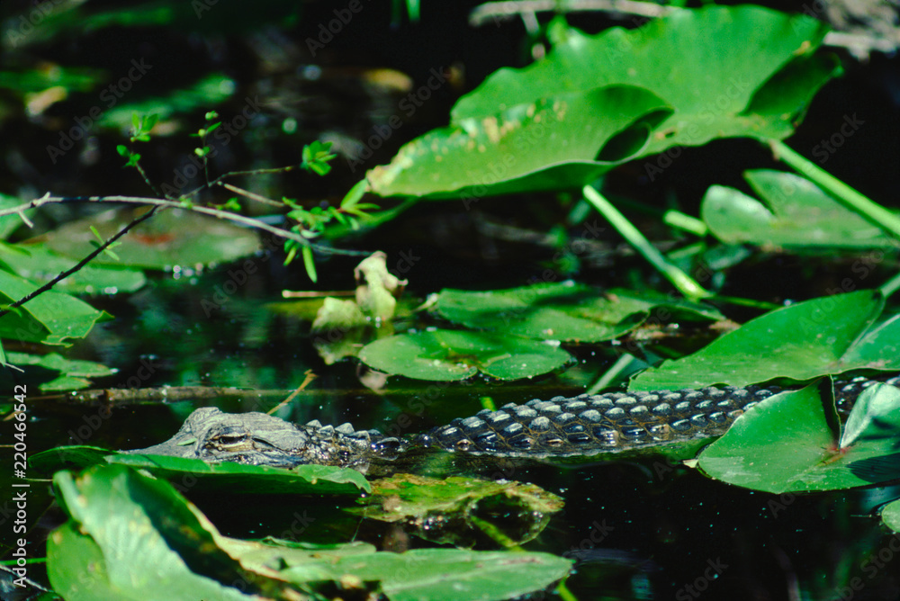 Fototapeta premium American Alligator (Alligator Mississippiensis)