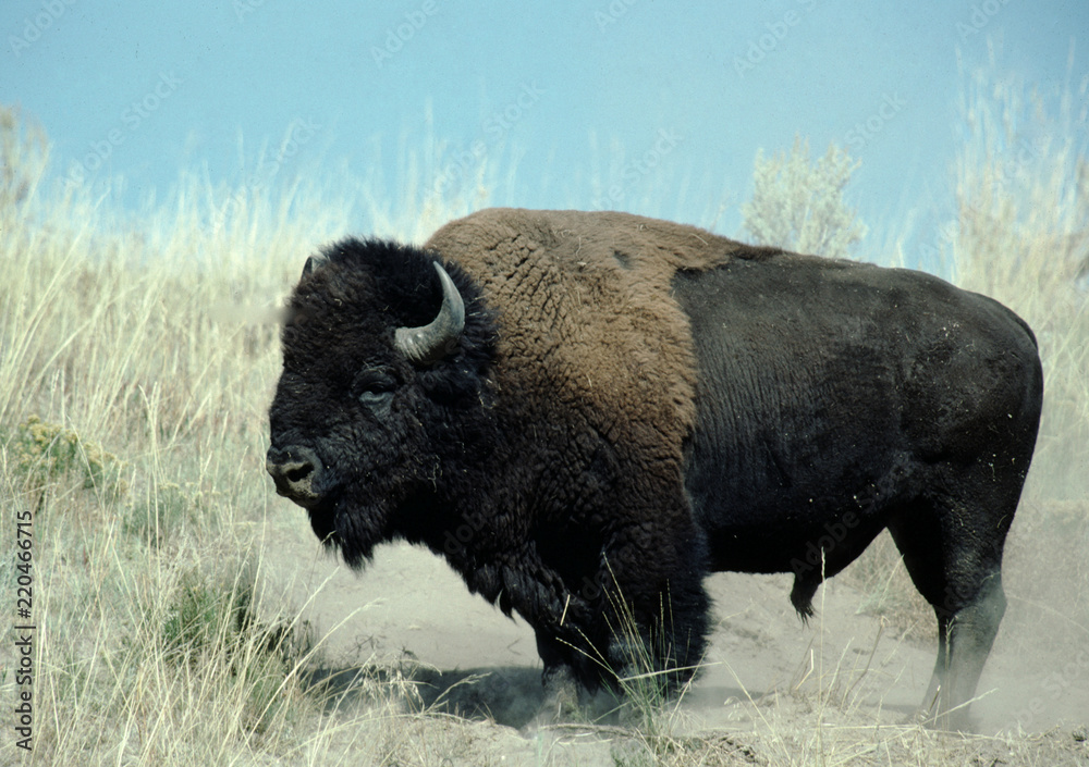 American Buffalo (Bison Bison)