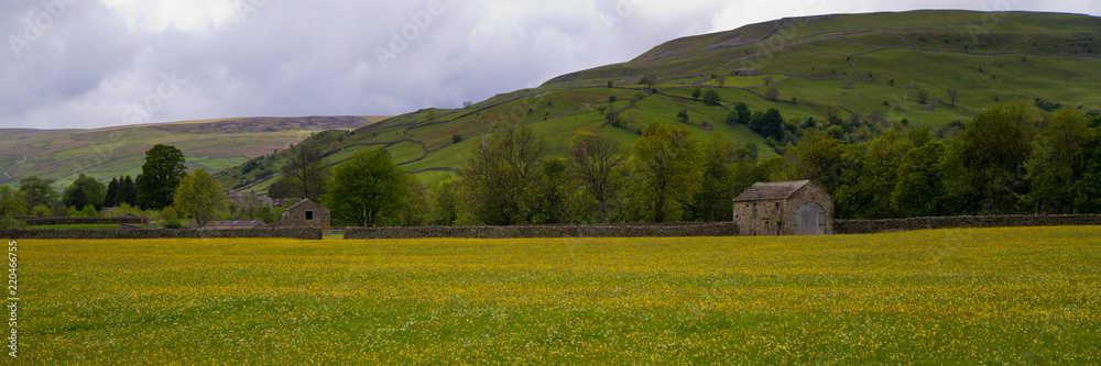 Panorama of field of yellow flowers- England