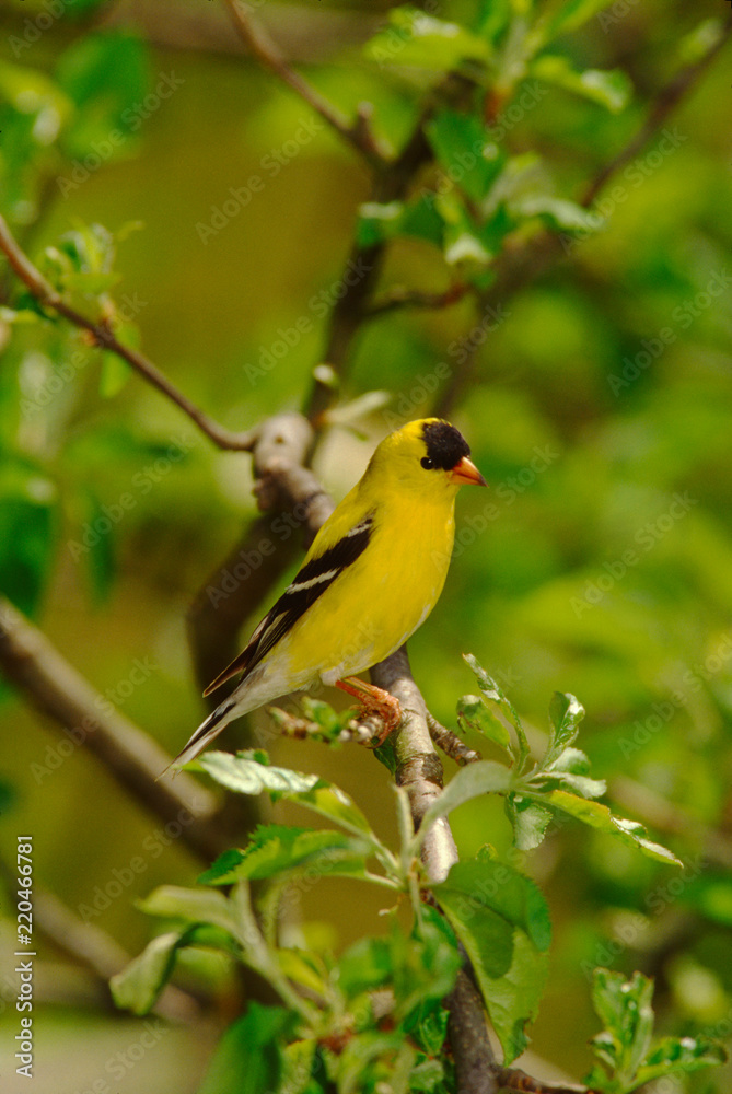 American Goldfinch (Spinus Tristis) American Goldfinch (Spinus Tristis)