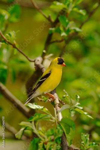 American Goldfinch (Spinus Tristis)