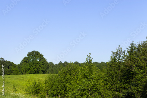 mixed forest and trees