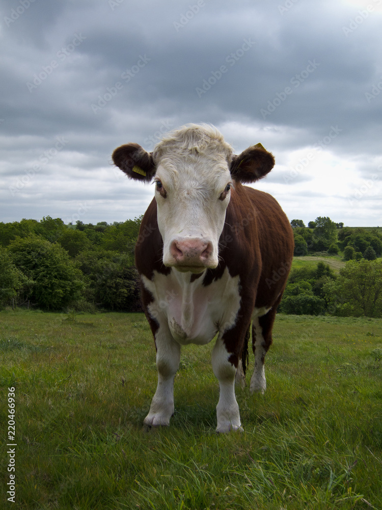 Portrait of a young Cow