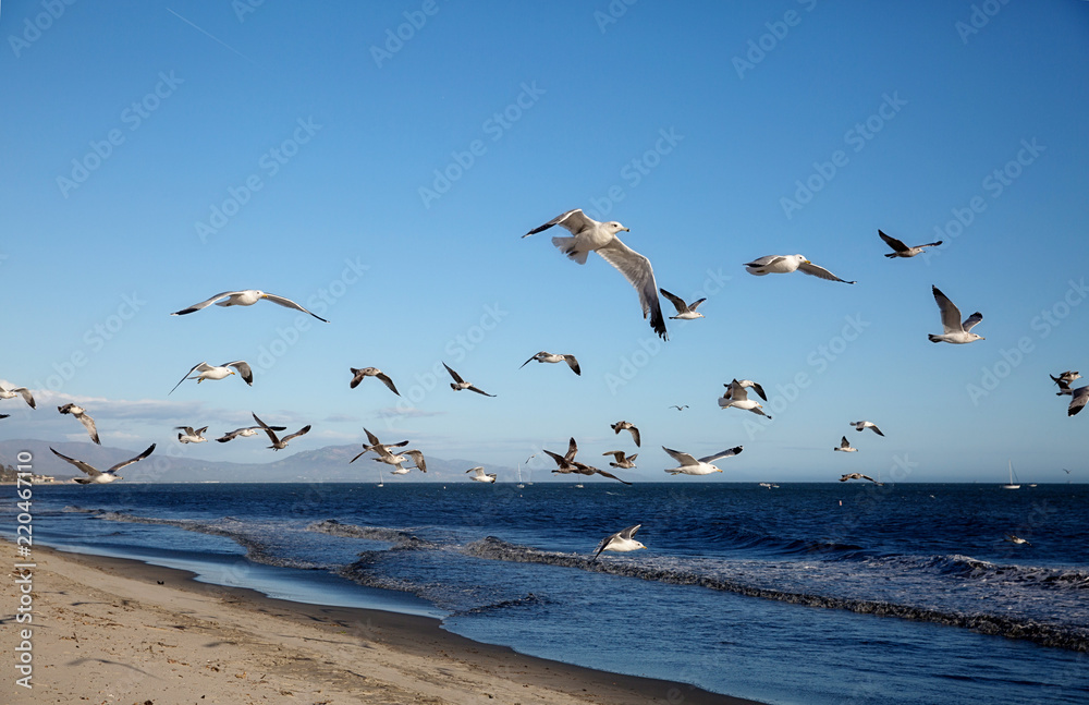 Beach Gulls1