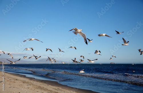 Beach Gulls1