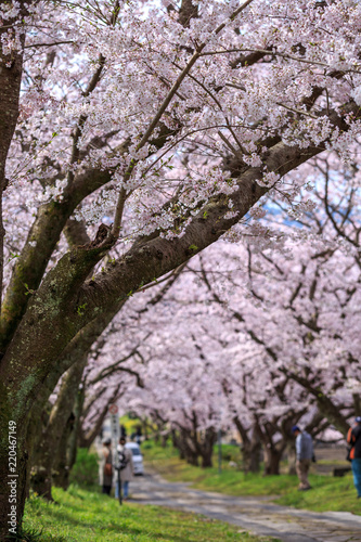 桜のアーチ、春イメージ © TOMO