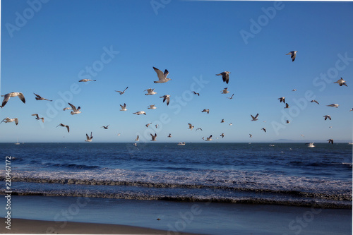 Beach Gulls3