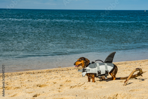 Fototapeta Naklejka Na Ścianę i Meble -  Dachshund puppy on Cape Cod Beach