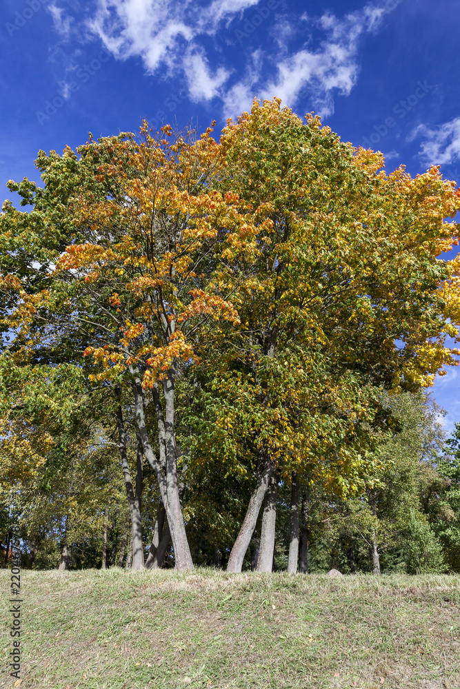 Fototapeta premium Yellow maple foliage