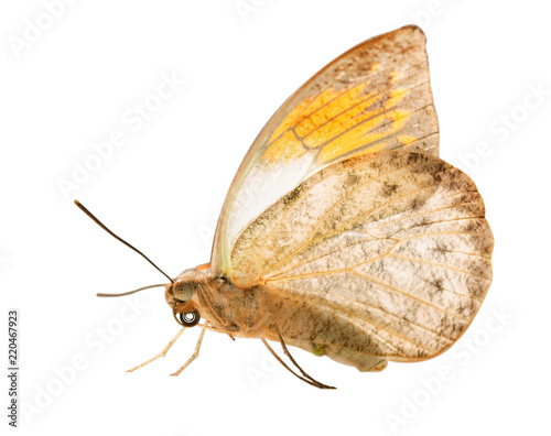 The great orange tip butterfly, Hebomoia glaucippe, is isolated on white background with wings closed. The underside of the butterfly resembles a dead leaf, but orange tips are seen on grey