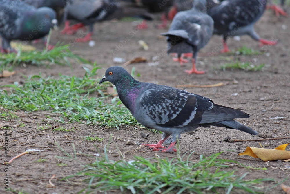 Pigeon, it lives in NONG PRA JAK public park, at UDONTHANI province THAILAND. Pigeon, it lives in NONG PRA JAK public park, at UDONTHANI province THAILAND.