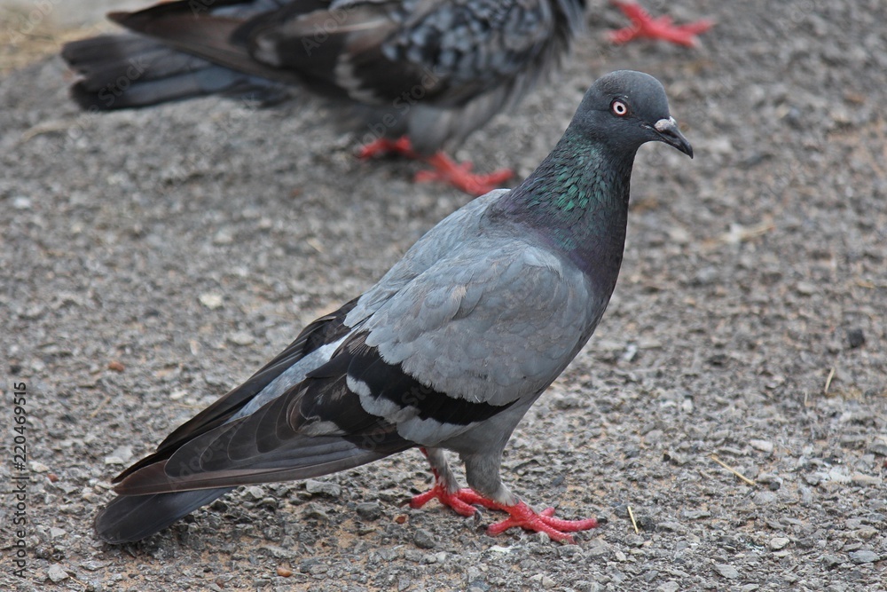Obraz premium Pigeon, it lives in NONG PRA JAK public park, at UDONTHANI province THAILAND.