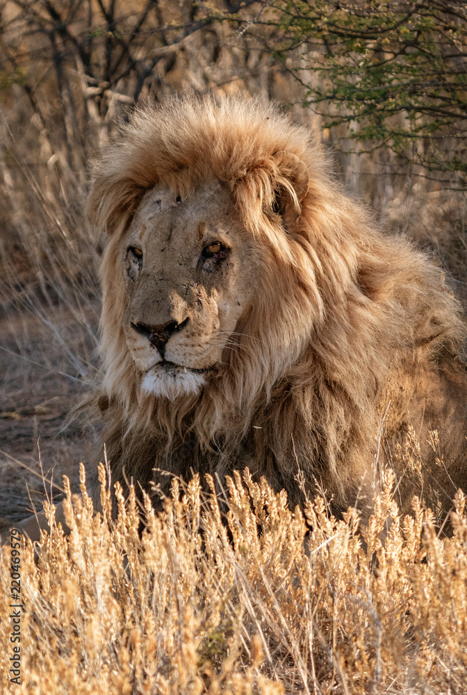 Fototapeta premium Adult male lion lies down in the short dry grass