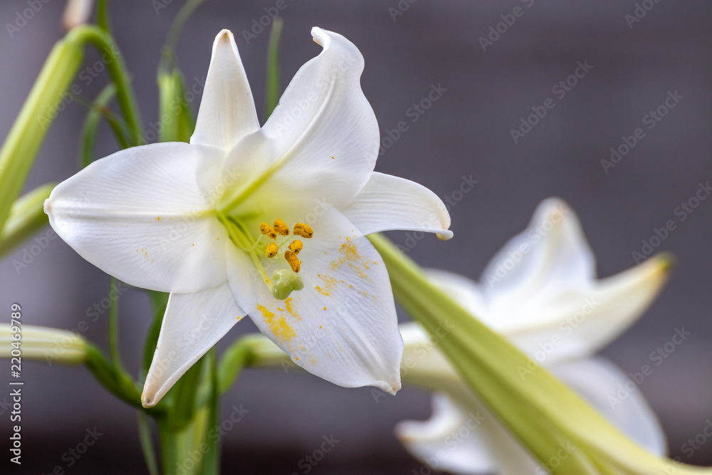 Fototapeta premium 百合の花