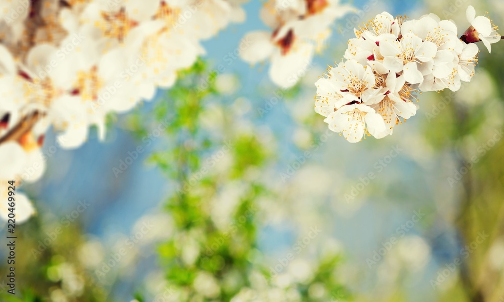 Blooming cherry flowers for background