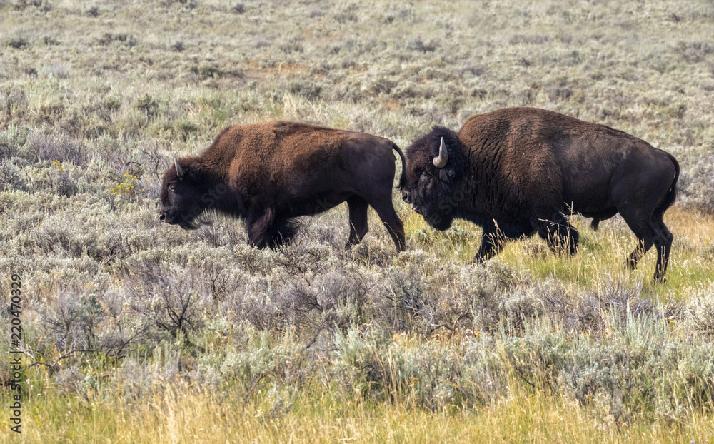American bison (Bison bison) male chasing female during rut season, Wyoming, USA American bison (Bison bison) male chasing female during rut season, Wyoming, USA