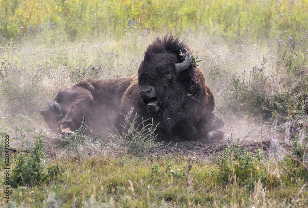 Fototapeta premium American bison (Bison bison) male rolls in a wallow taking a dust bath, Wyoming, USA