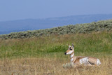 Pronghorn (Antilocapra americana) female resting in Lamar Valley grassland, Wyoming, USA