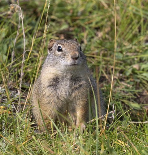 Uinta ground squirrel (Urocitellus armatus) portrait, Wyoming, USA