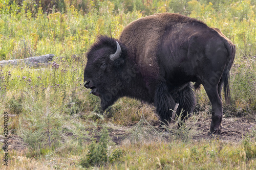 American bison (Bison bison) male calling during rut season, Wyoming, USA
