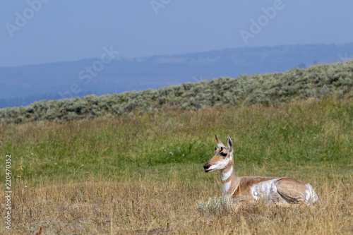 Pronghorn (Antilocapra americana) female resting in Lamar Valley grassland, Wyoming, USA