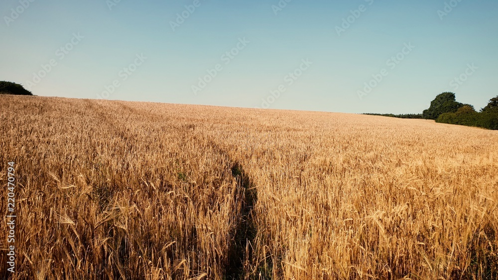 Field of wheat