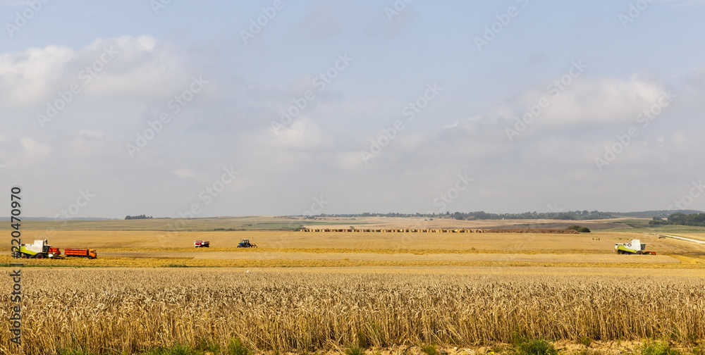 Fototapeta premium two combine harvester