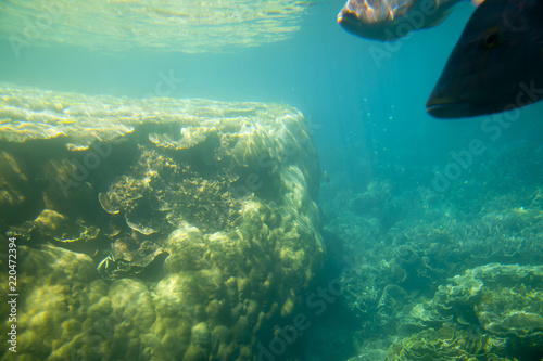 "Ayers Rock" Brain Coral - Ningaloo Reef - Australia