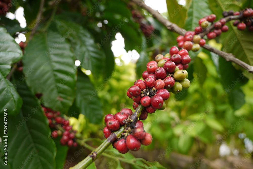 Coffee Plantation Coffee Plantation