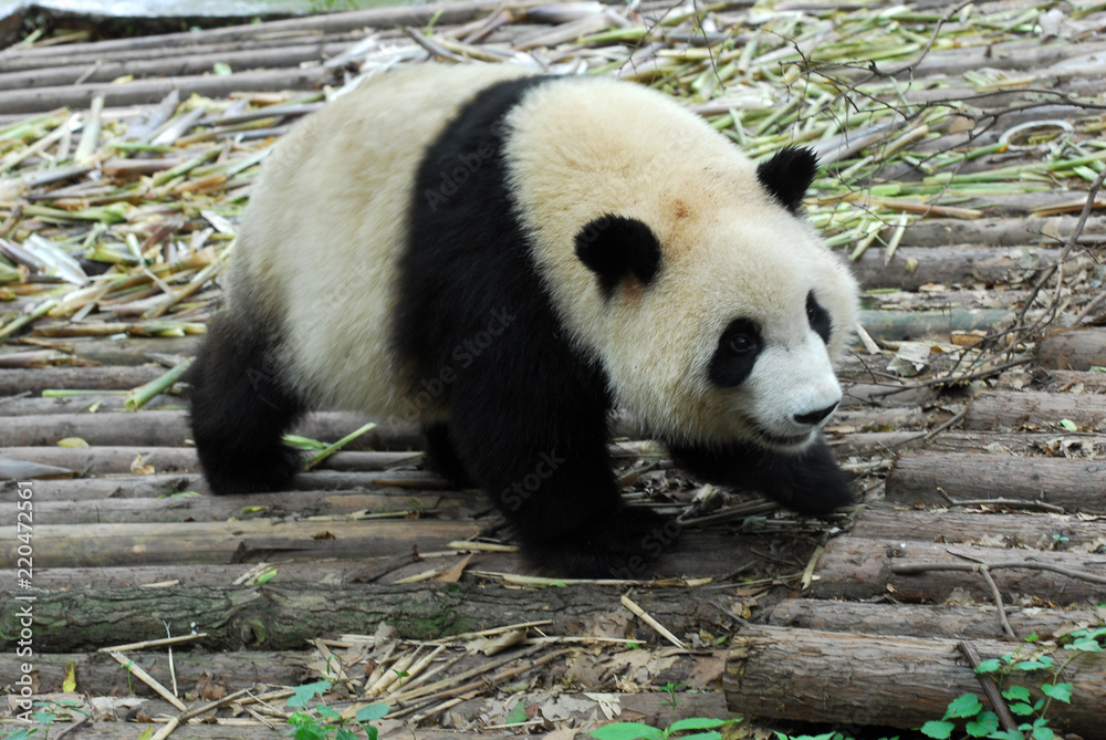 Fototapeta premium Giant panda eating bamboo shoot in the zoo