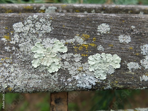 Lichen on Wood