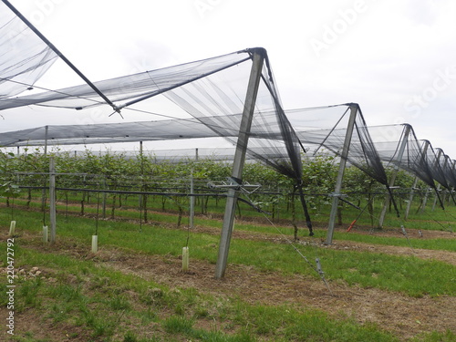 Kiwi fruits plantation