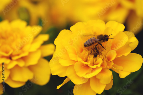 tagetes, marigold, symbol of health and longevity, beautiful and bright yellow plants close-up, a bee on a flower, grow in nature