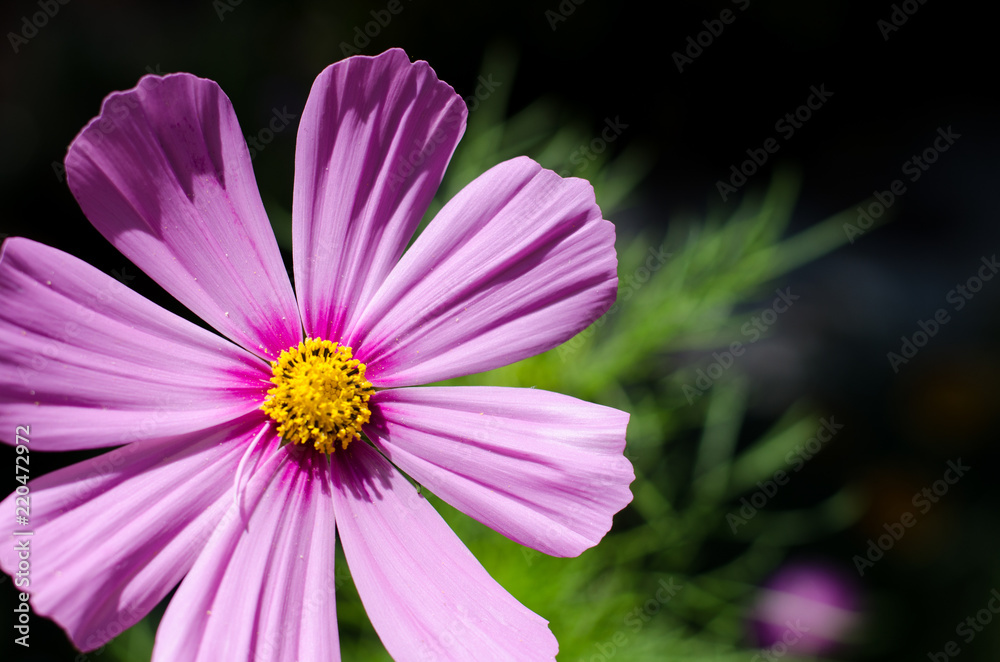 Obraz premium Pink Flower