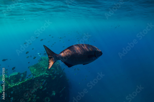 Underwater world with big fish in blue ocean