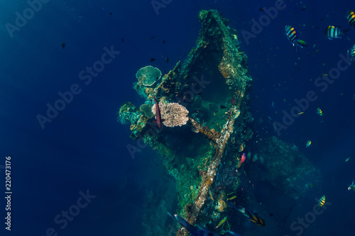 Beautiful underwater world with corals and tropical fish. USS Liberty Wreck, Bali
