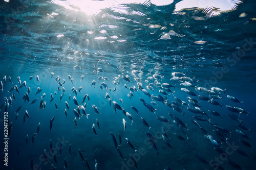 Fototapeta Naklejka Na Ścianę i Meble -  Underwater photo with school fish swim above a coral reef
