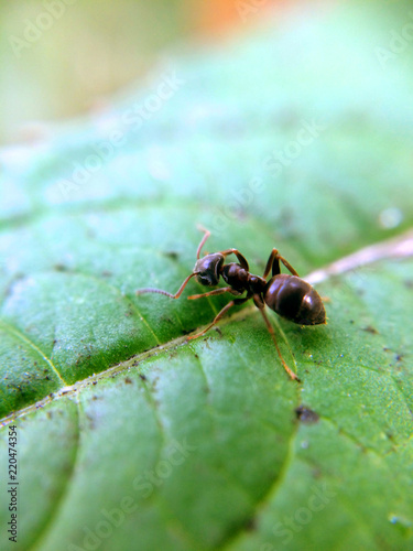 Ant sitting on the zoomed green leaf with blurred edges