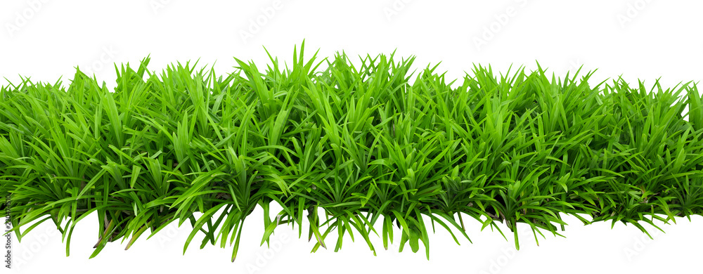 Green bush leaves isolated on white background with clipping path included - obrazy, fototapety, plakaty 