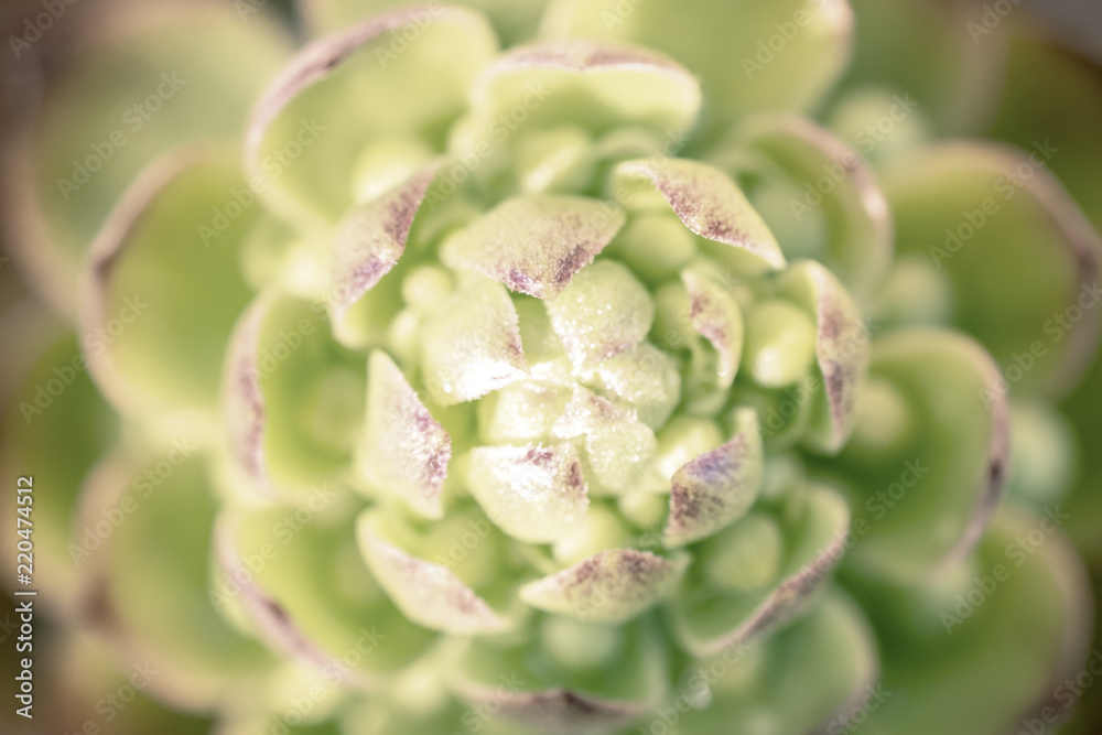 Succulent Succulent