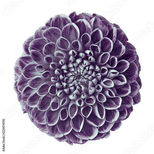 Fototapeta Naklejka Na Ścianę i Meble -  flower purple-blue dahlia isolated on white background. Close-up. Element of design.