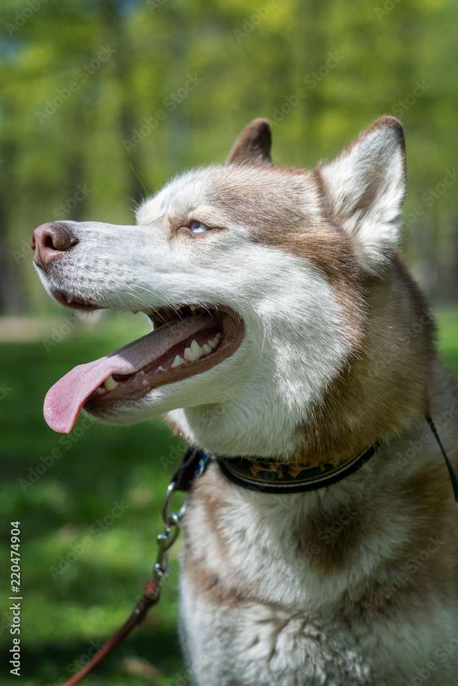 Closeup outdoor portrait of a white and brown siberian husky dog Closeup outdoor portrait of a white and brown siberian husky dog