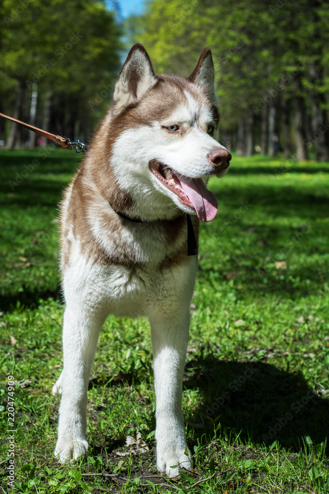 Closeup outdoor portrait of a white and brown siberian husky dog 