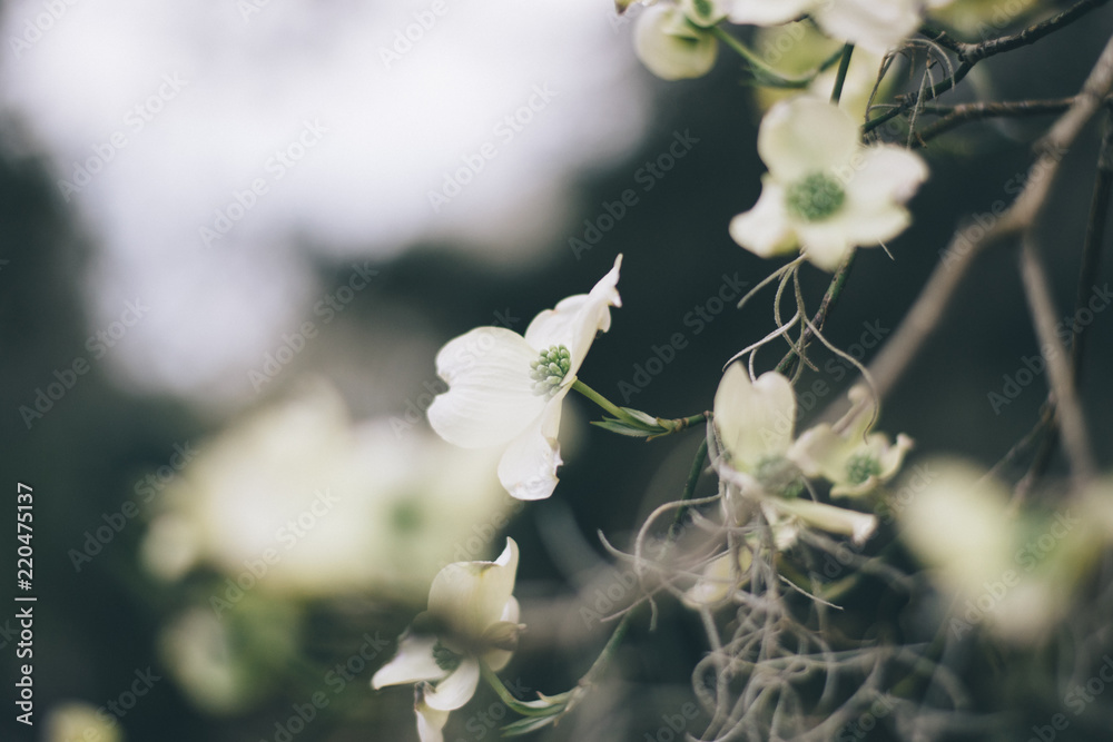 White bloom