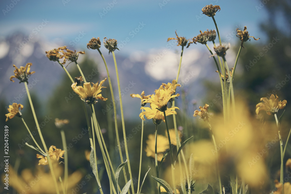 Mountain Flower