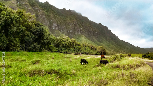 Cows Grazing by Mountainside
