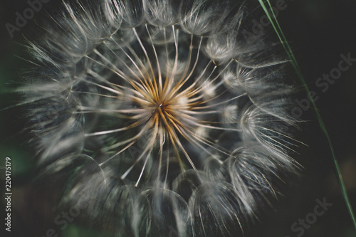 Dandelion